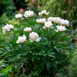 10 x Biologische Chinese pioenroos (Paeonia lactiflora 'Duchesse de Nemours' ) D 12 H 15 cm