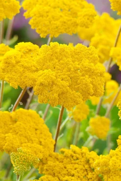 10 x Biologische Duizendblad (Achillea fillipenula 'Cloth of Gold') D 11 H 15 cm