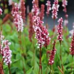 10 x Biologische Duizenknoop (Persicaria bistorta 'Superba' ) D 12 H 15 cm