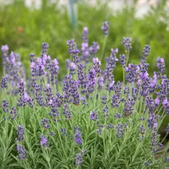 10 x Biologische Lavendel (Lavandula angustifolia ) D 12 H 15 cm