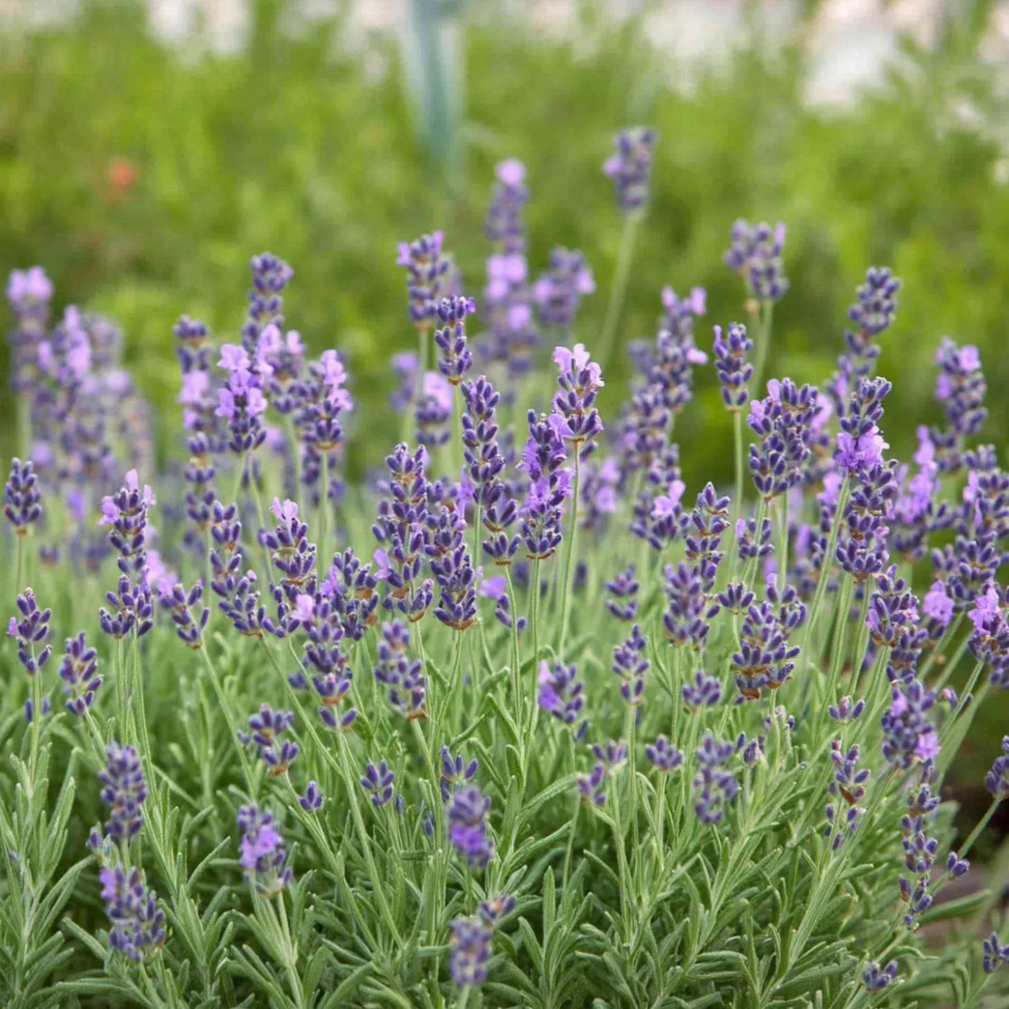 10 x Biologische Lavendel (Lavandula angustifolia ) D 12 H 15 cm