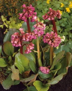 10 x Biologische Schoenlappesplant (Bergenia cordifolia) D 11 H 15 cm