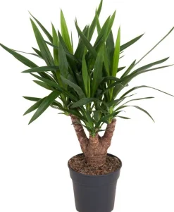 Yucca vertakt (Yucca elephantipes) D 21 H 70 cm