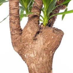 Yucca vertakt (Yucca elephantipes) D 27 H 110 cm
