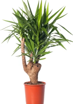 Yucca vertakt (Yucca elephantipes) D 27 H 110 cm