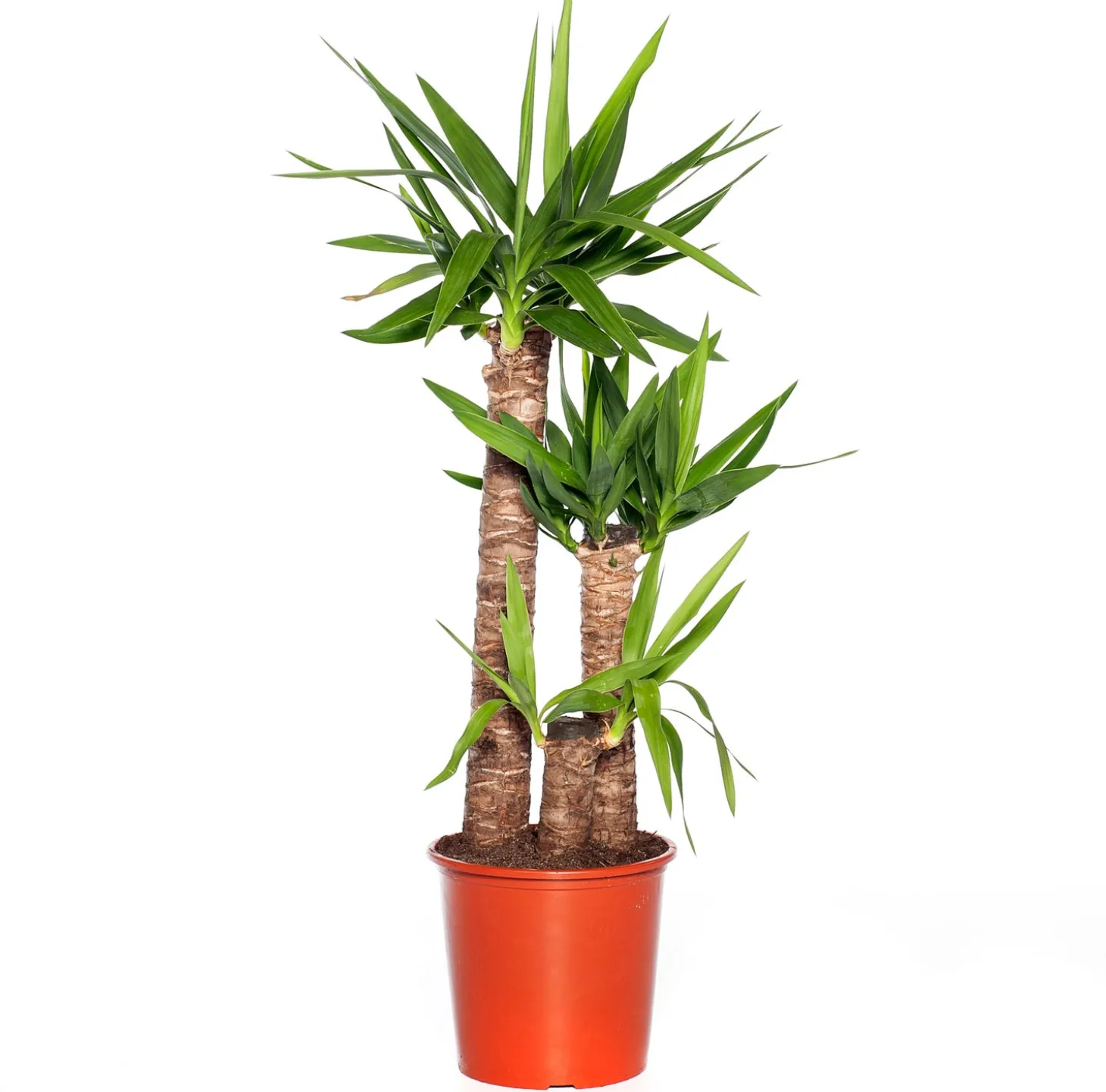 Yucca (Yucca elephantipes) D 24 H 110 cm