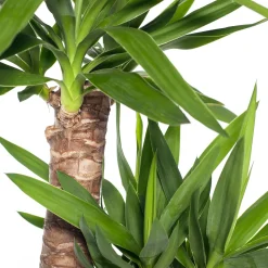 Yucca (Yucca elephantipes) D 24 H 110 cm