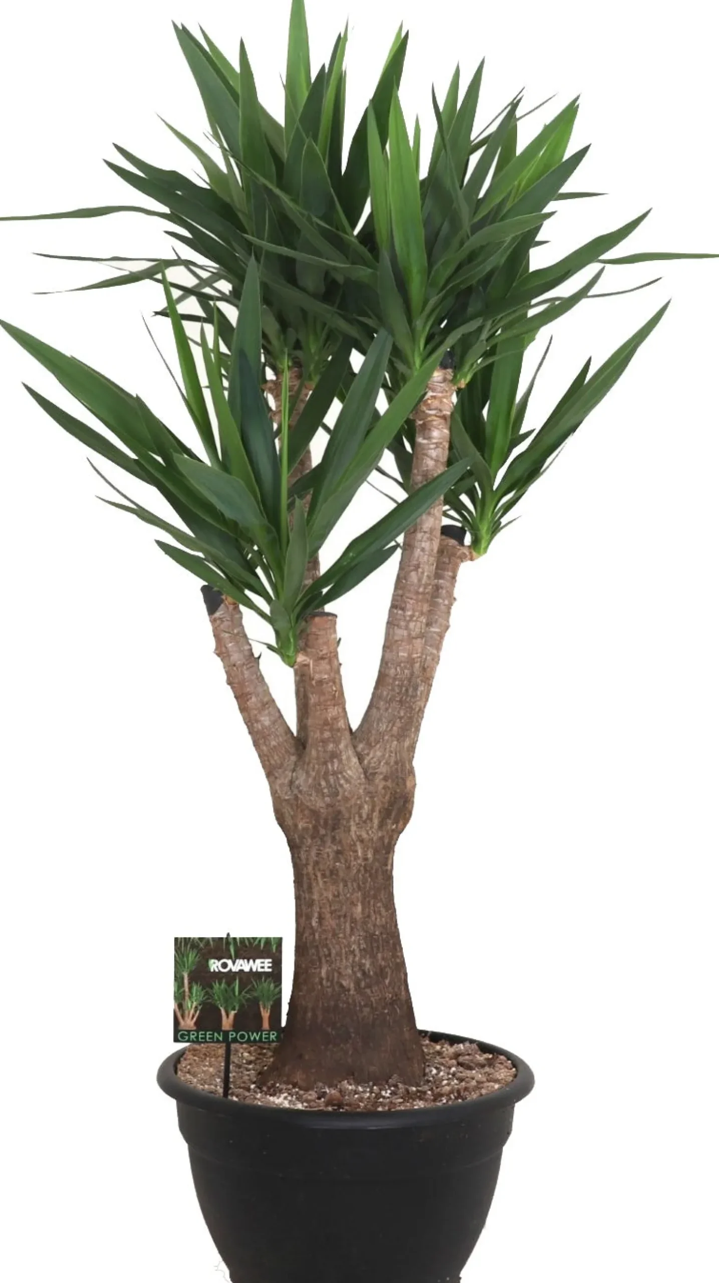 Yucca (Yucca elephantipes) D 40 H 150 cm