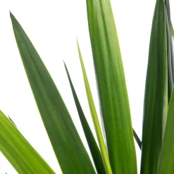 Yucca (Yucca 'Maya Tree') D 27 H 115 cm