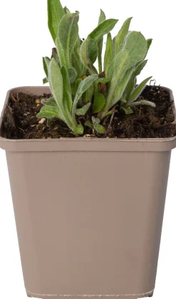Zomer aster (Aster amellus 'Rudolf Goethe') D 9 H 10 cm