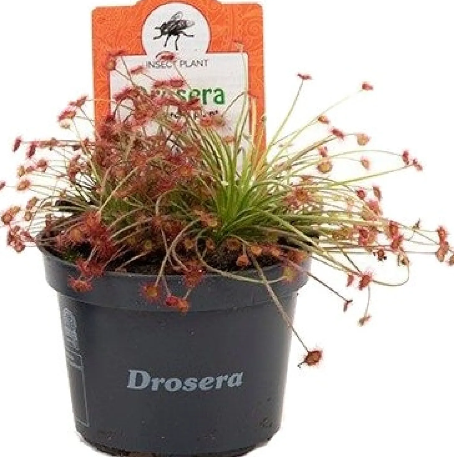Zonnedauw (Drosera 'Paradoxa') D 9 H 15 cm