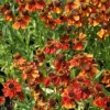 Zonnekruid (Helenium 'Moerheim Beauty') D 9 H 10 cm