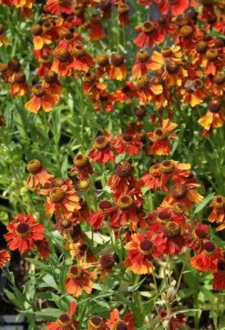 Zonnekruid (Helenium 'Moerheim Beauty') D 9 H 10 cm