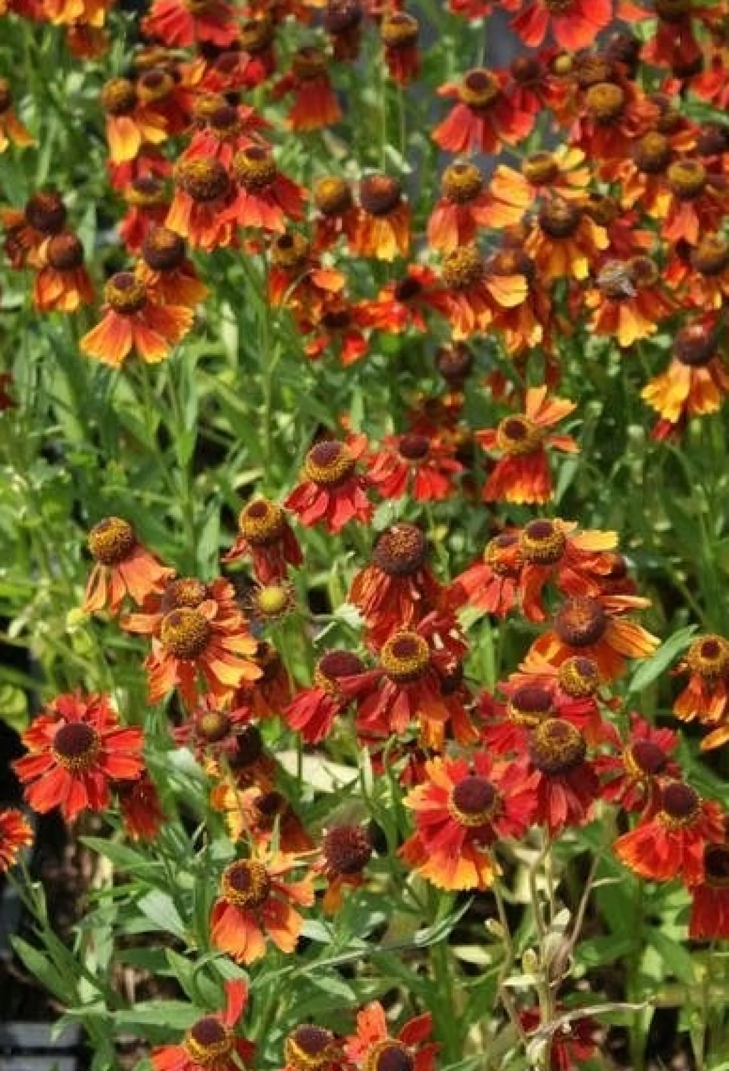 Zonnekruid (Helenium 'Moerheim Beauty') D 9 H 10 cm