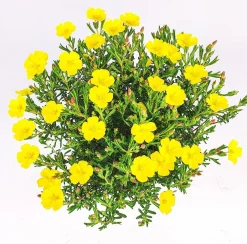 Zonneroosje (Halimium 'April Sun') D 17 H 30 cm