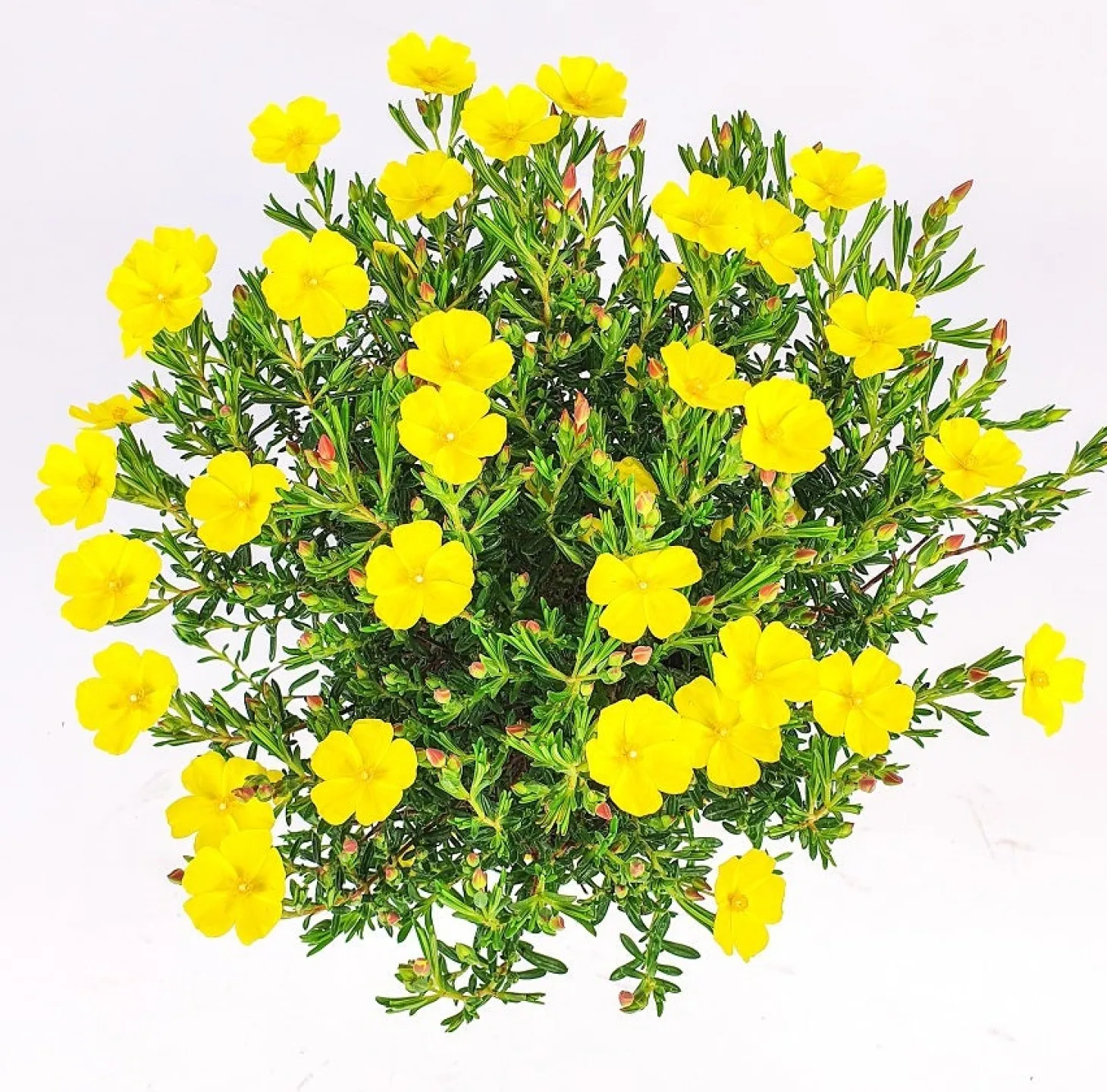 Zonneroosje (Halimium 'April Sun') D 17 H 30 cm