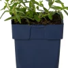 Zonneroosje (Helianthemum 'Bronzeteppich') D 9 H 15 cm