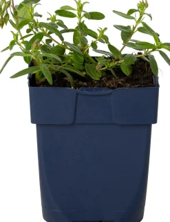 Zonneroosje (Helianthemum 'Bronzeteppich') D 9 H 15 cm