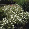 Zonneroosje (Helianthemum 'The Bride') D 9 H 10 cm