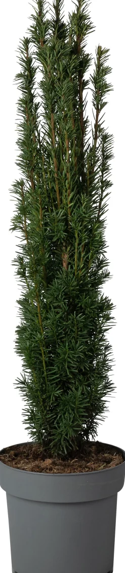 Zuiltaxus (Taxus baccata 'Fastigiata Robusta') D 29 H 100 cm