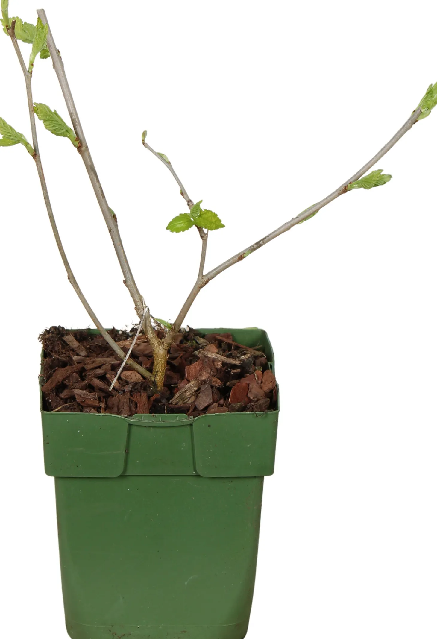 Zwarte moerbei (Morus nigra 'Mulle') D 13 H 45 cm